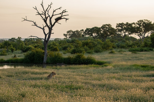 Lonely female lion sitting in a field with a small lake and big trees