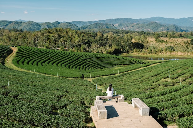 lonely girl in tea farm field