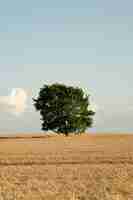 Free photo lonely harvest tree
