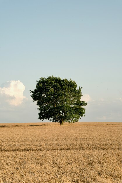 Lonely Harvest Tree