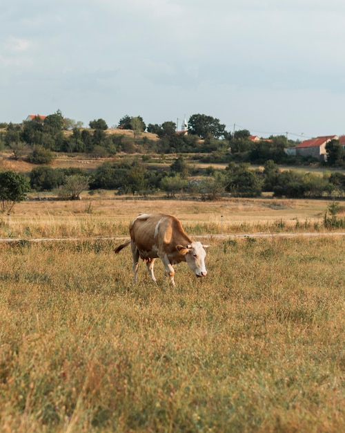 Lonely light brown cow walking on the field in the countryside