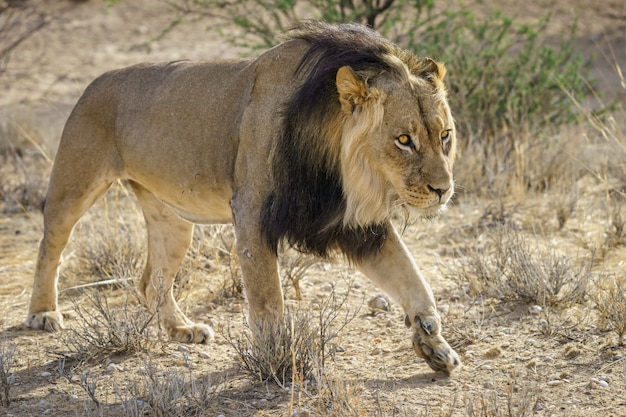 Free photo lonely male lion getting ready to attack its prey