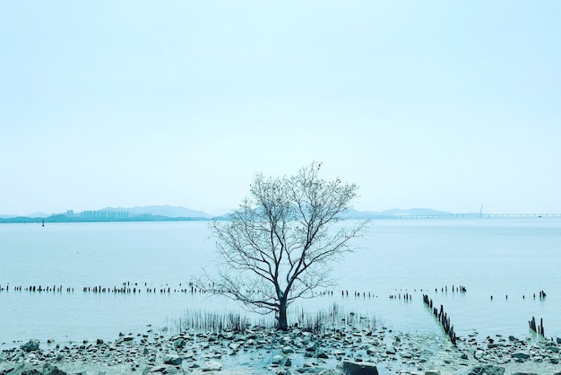 Free photo lonely naked tree in winter with mountains on the