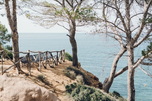 Lonely park with pine trees