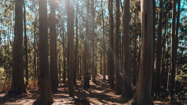 Lonely person doing morning exercises in a forest on a sunny day