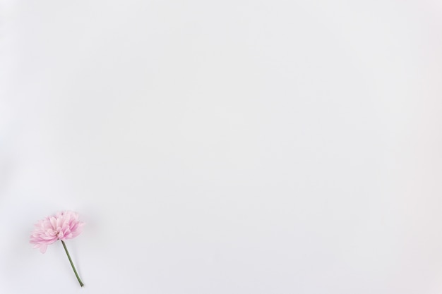 Free photo lonely pink flower on white background