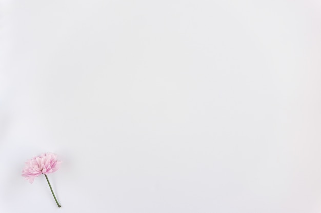 Одинокий розовый цветок на белом фоне