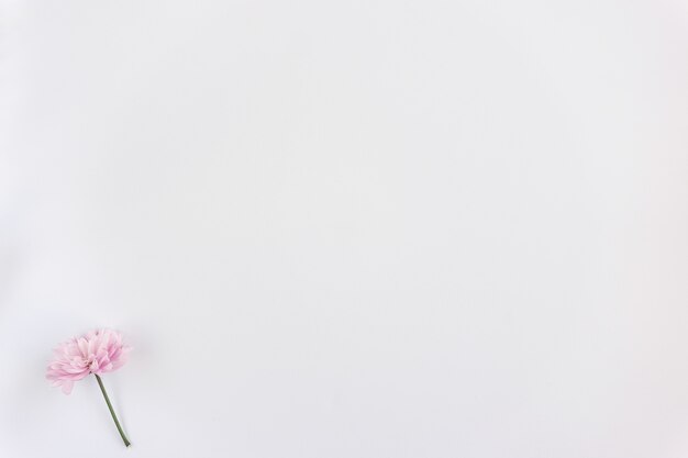 흰색 배경에 외로운 핑크 꽃