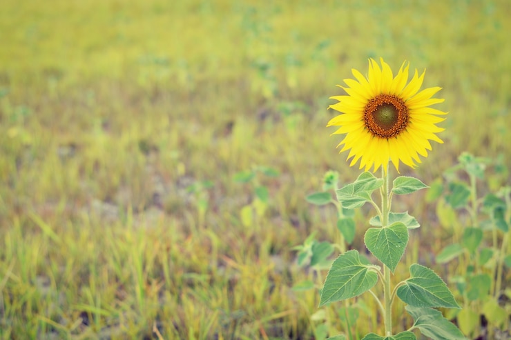 無料Photo 牧草地で孤独なヒマワリ