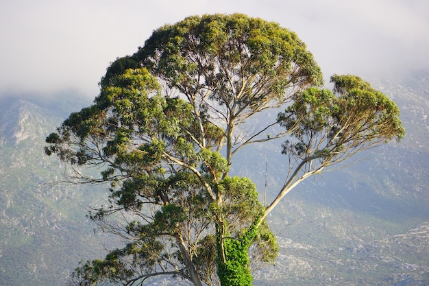 Free photo lonely tree covered in moss, in a foggy day