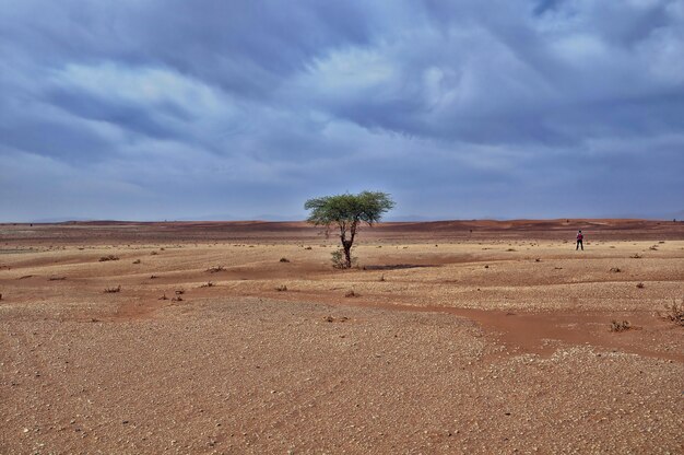 Одинокое дерево в пустынной местности под захватывающим облачным небом днем