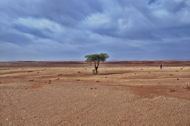 Lonely tree in a desert area under the breathtaking cloudy sky during daytime