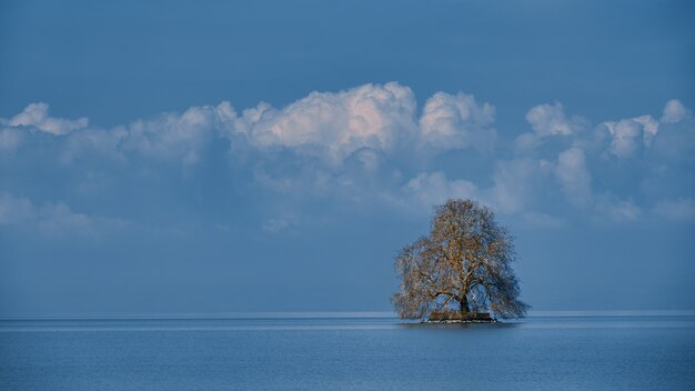 흐린 푸른 하늘과 바다에 외로운 나무