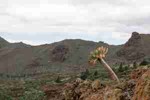 Foto gratuita albero solitario nel deserto tropicale