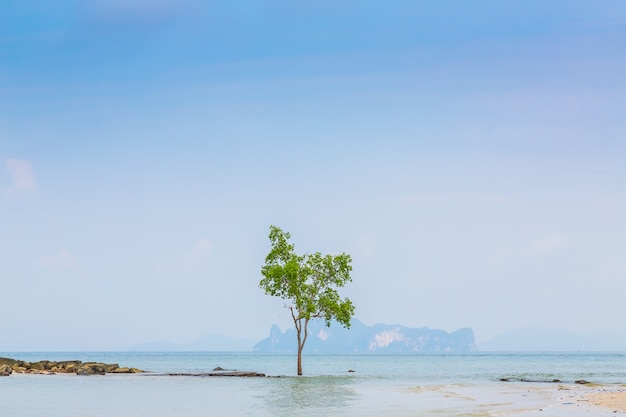 海の背景を持つ孤独な木