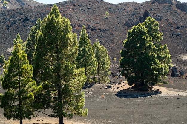 無料写真 火山性の地面に孤独な木