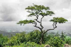 Free photo lonely tropicaltree in the valley of nelliyampathy hills, kerala in india