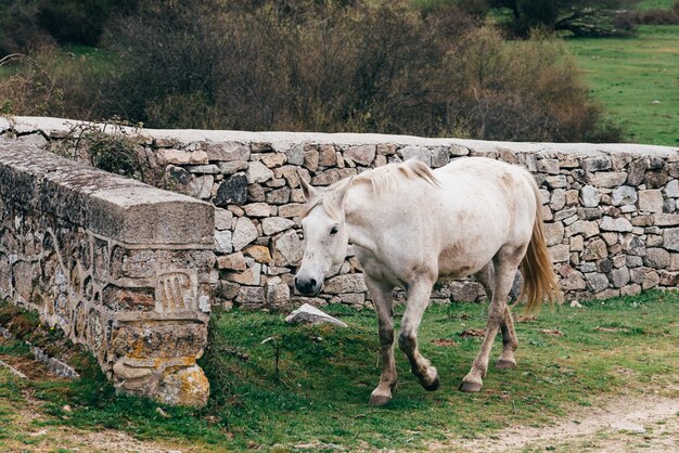 Lonely white horse walking near a stone wall