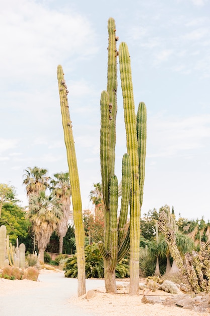 Free photo long cactus against cloudy sky