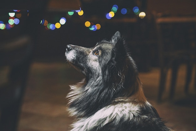 Long-coated black and white dog