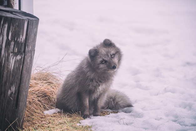 雪に覆われた地面に座っている長いコートの灰色の犬
