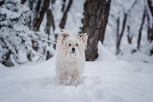 無料写真 雪の森を歩く長いコーティングされた白い犬