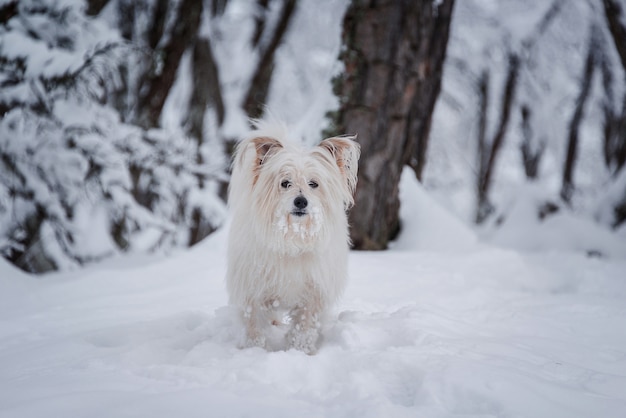 눈 덮인 숲을 걷고 긴 코팅 된 흰 개