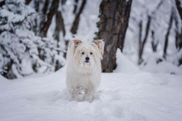 雪の森を歩く長いコーティングされた白い犬