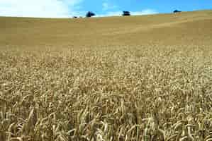 Foto gratuita campo di grano a crescita lunga sotto il cielo blu