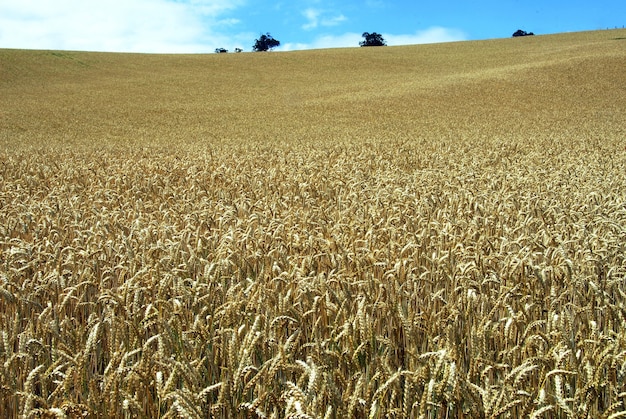 Long growing wheat field under the blue sky