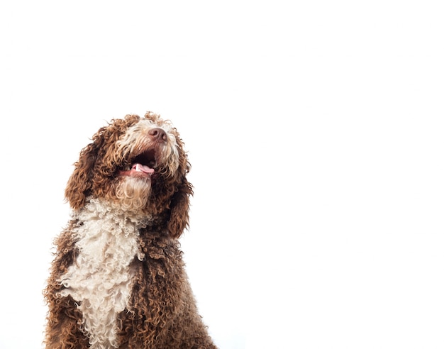 Long-haired brown dog looking up