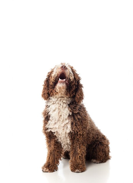 長髪の茶色の犬見上げ