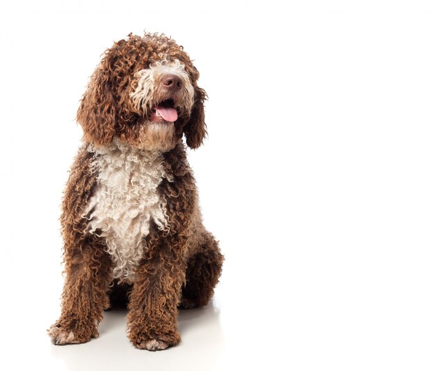 Длинношерстные коричневая собака сидит с языком