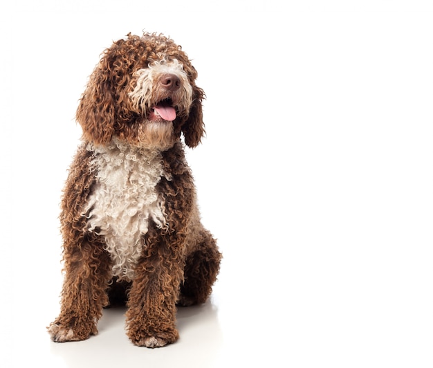 Long-haired brown dog sitting with tongue out