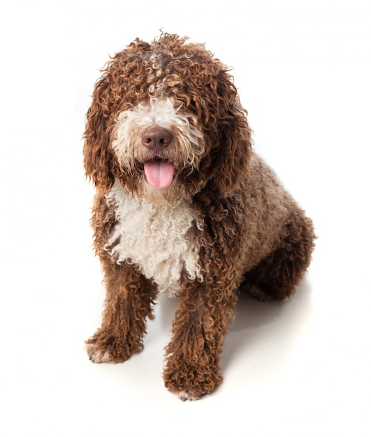 Длинношерстные коричневая собака сидит с языком