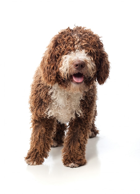 Long-haired brown dog sitting