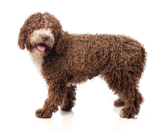 Длинные волосы коричневая собака ходить с открытым ртом