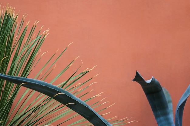 Long leaves with thorn against colored background