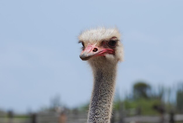 羽毛が生えているため柔らかな表情の長い首のダチョウの鳥。