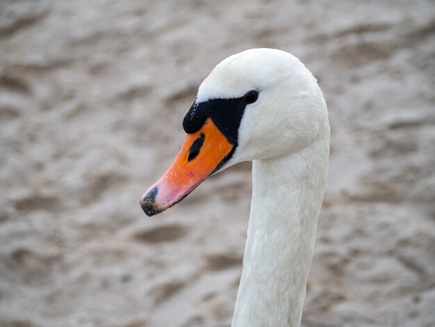 Long-necked white swan with an orange beak