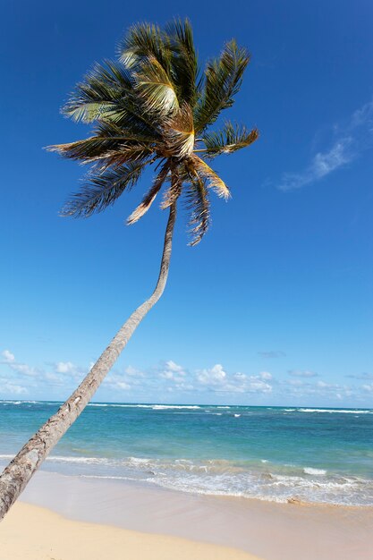 Long palm tree in caribbean beach in summer