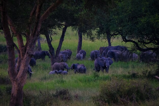 Long range shot of elephants walking in a grassy field near trees