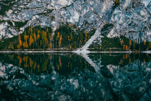 Long range shot of yellow and green pine trees near the water and mountain