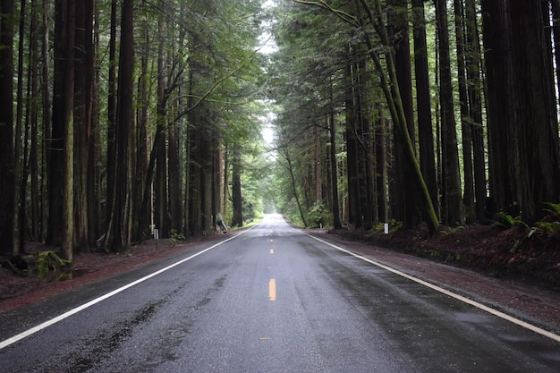 Long road surrounded by the tall trees in the creepy park