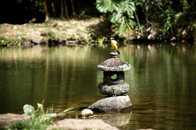 無料写真 背景をぼかした写真の湖の上のロングショットの鳥