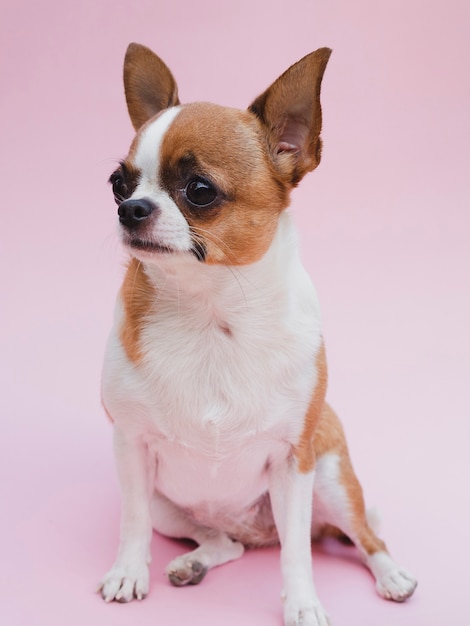 Long shot of a chihuahua dog sitting