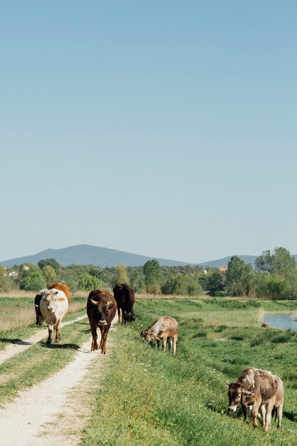 Long shot cows walking on dirt road