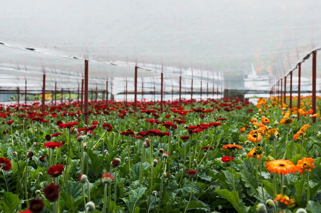 Long shot flowers inside greenhouse 