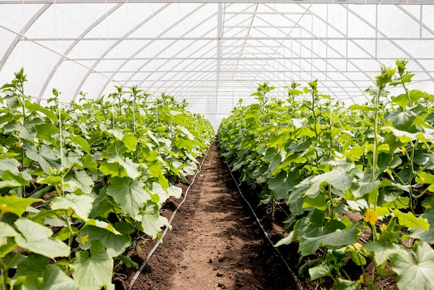 Long shot of greenhouse plant rows