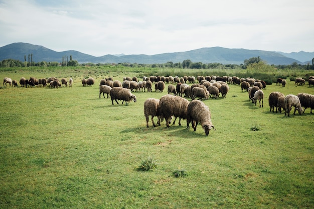 Long shot herd of sheep eating grass on pasture